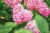 Hydrangea Paniculata “Diamond Rouge”® pluimhortensia – 40-50 cm – 1 stuks